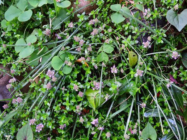 繁殖系の花