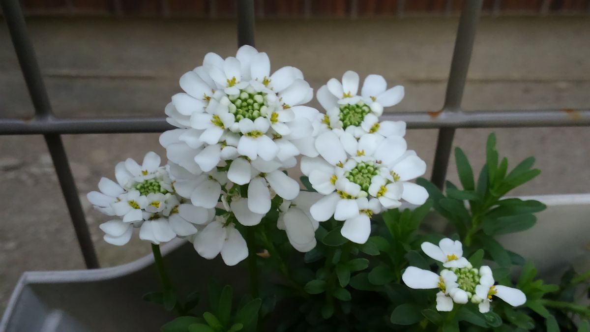 ☆小庭の白い花たち☆