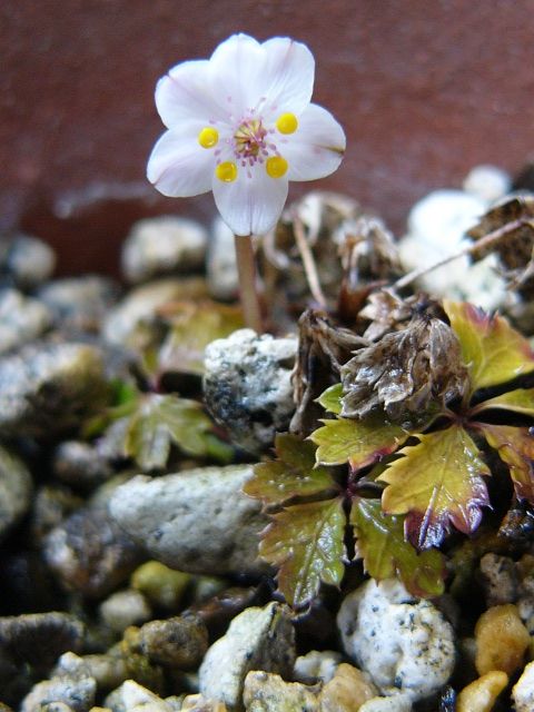 バイカオウレンが開花