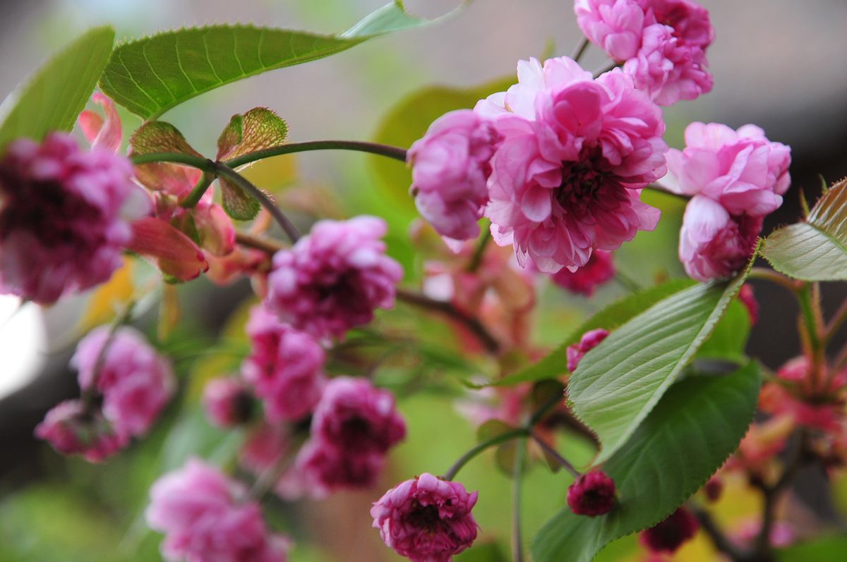 菊桜が最後の桜