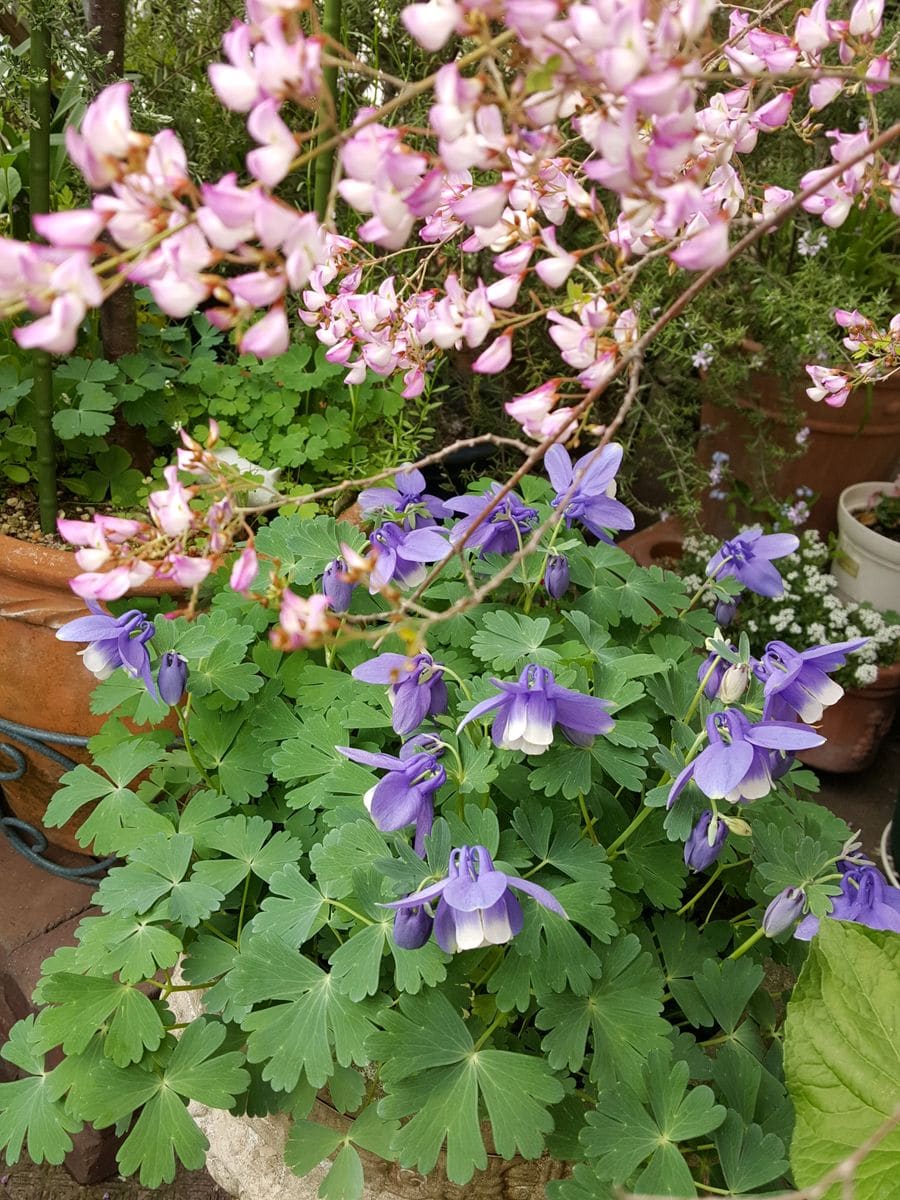 ふくおかルーバルガーデン2～春💠の庭便り折々の花への思い😊