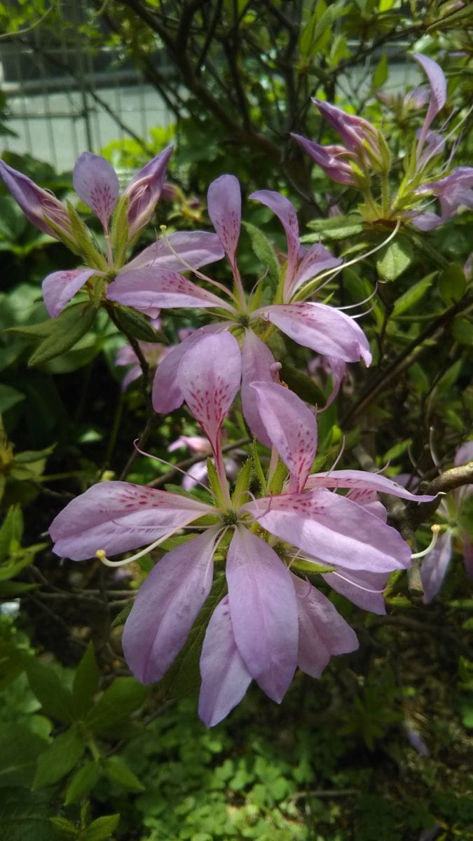 ツツジの花車🌸