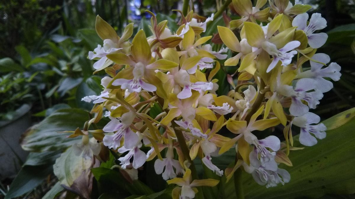 ツツジの花車🌸