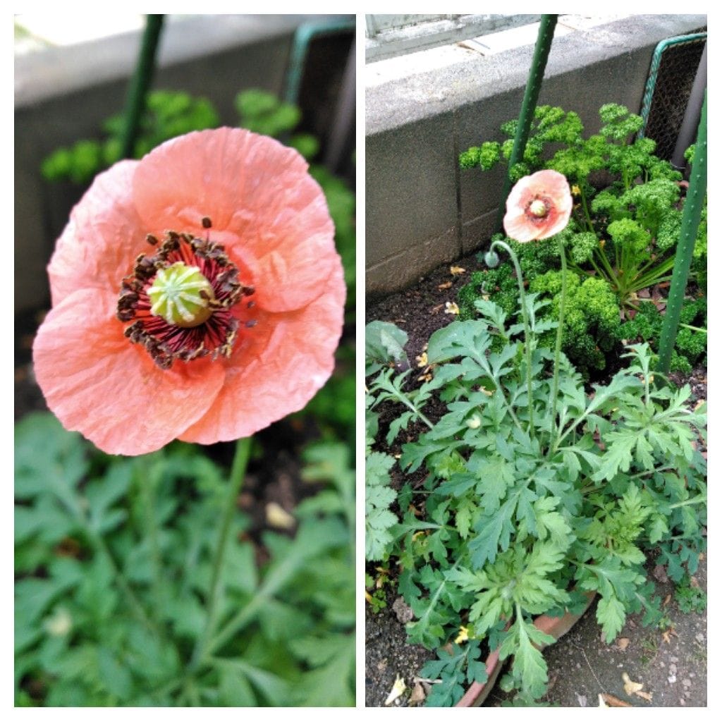 やっと咲きましたヒナゲシの花！