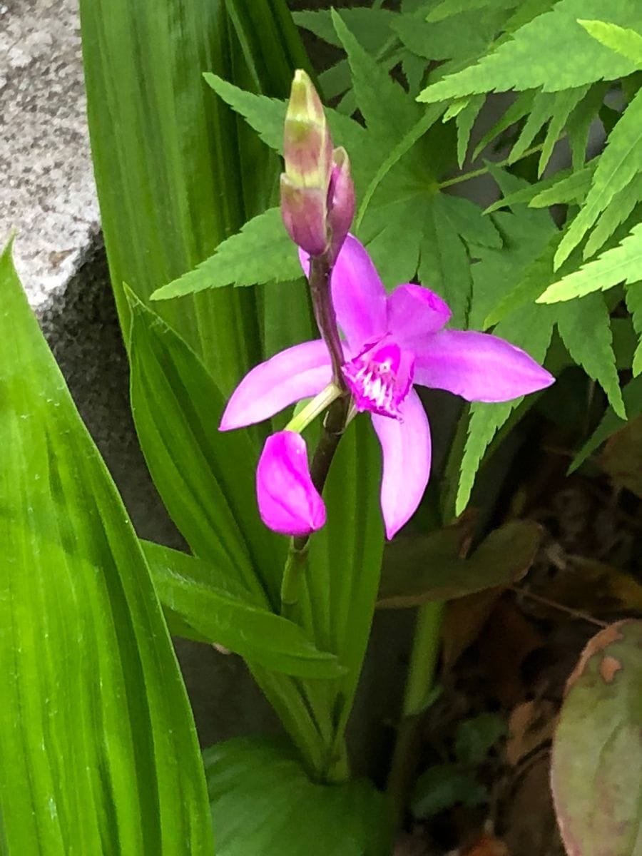 お庭のお花達🌼その2