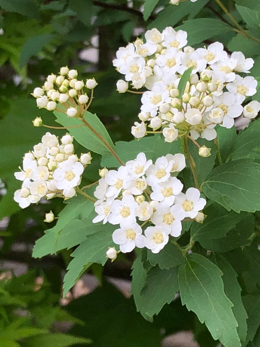 お庭のお花達🌼その2