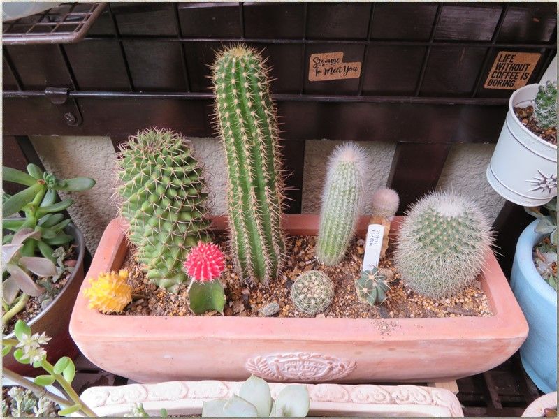 🌵サボテン達色々🌵