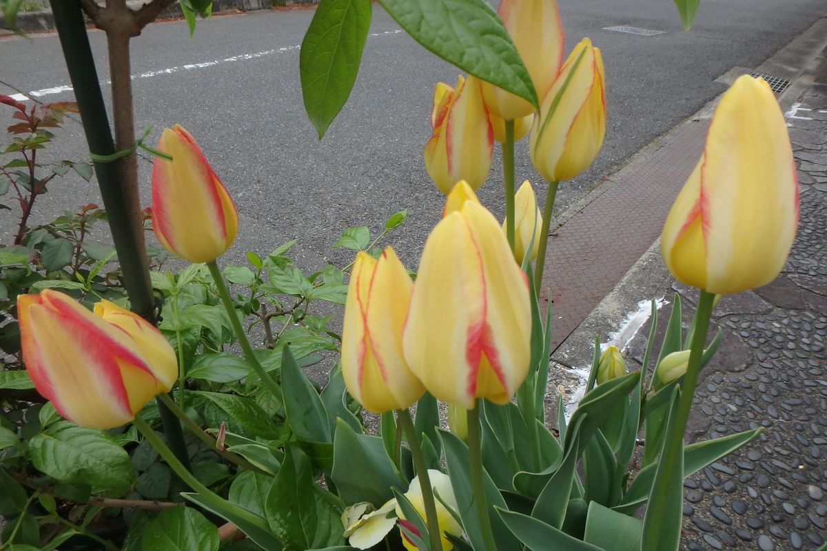 今日のお花たち（チューリップ・ビオラ）