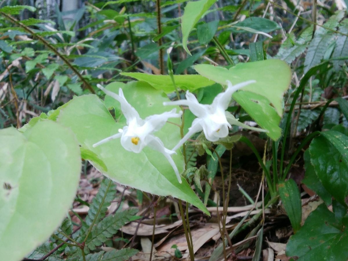 うちの山に登ってきた⤴