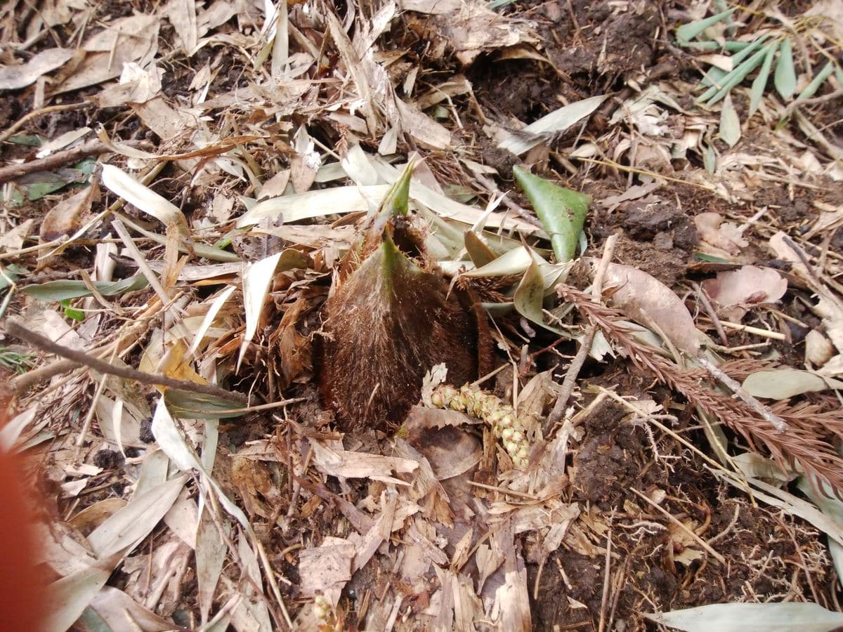 うちの山に登ってきた⤴