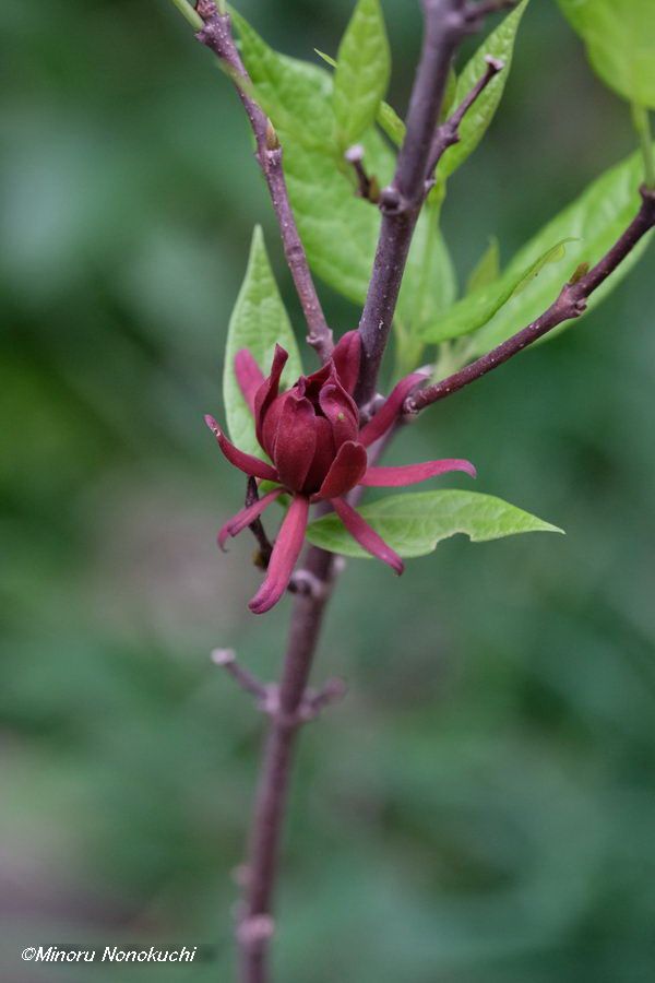 クロバナロウバイ（Calycanthus floridus）