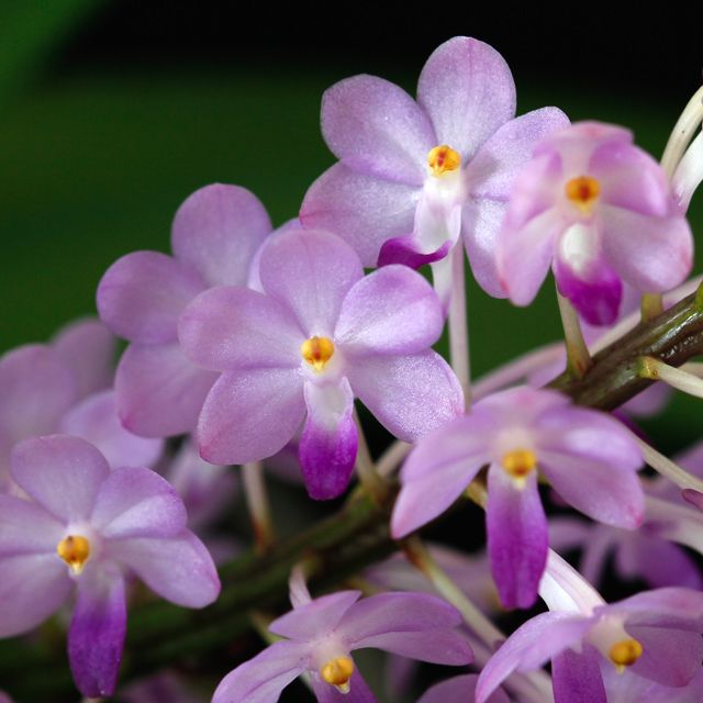 Rhctm. Lilac Blossom 'Lucky'