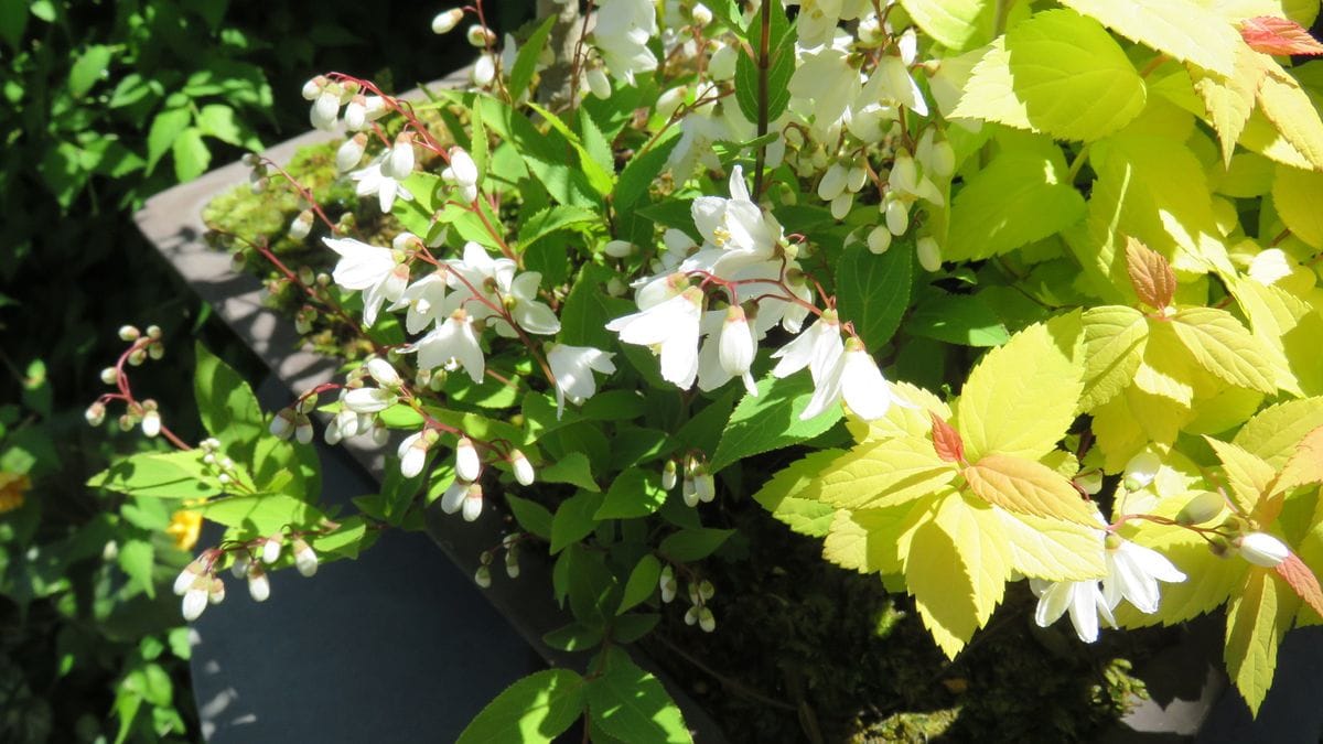 去年の暮に作った寄せ植え銀杏の今