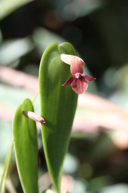 洋ラン展最終日「新潟県立植物園」