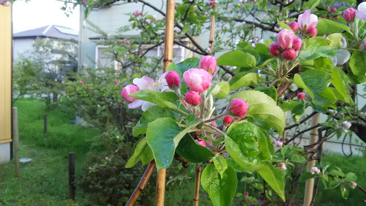 林檎栽培の一年間