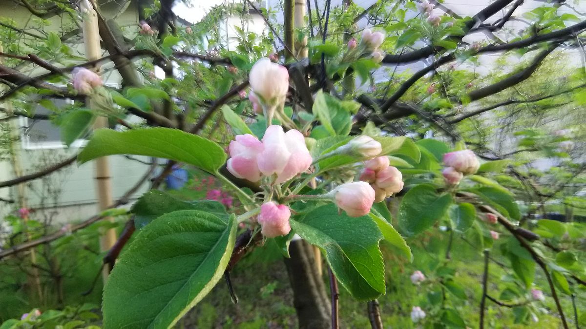 林檎栽培の一年間