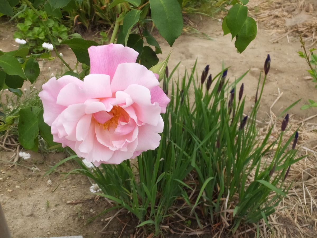 今年の１番花