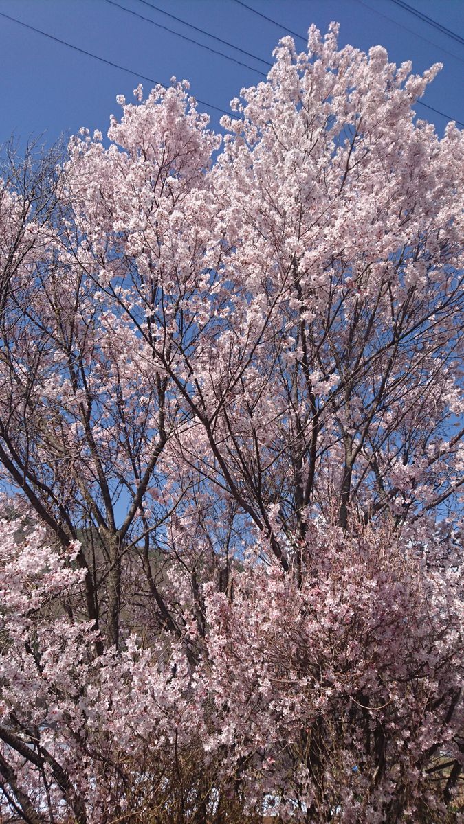 桜 満開に～