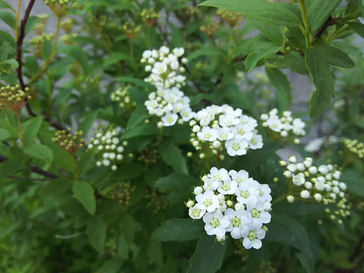 白いお花