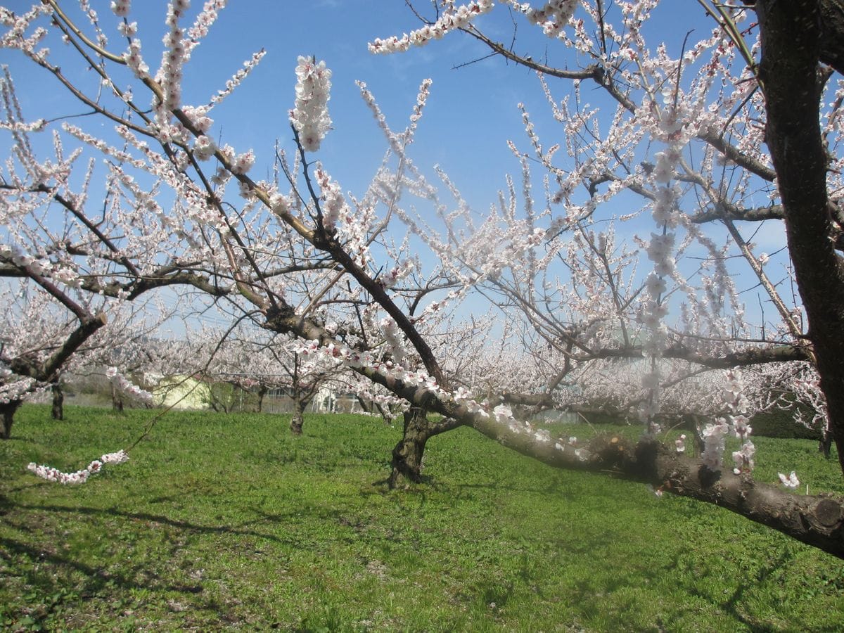 梅も桜も