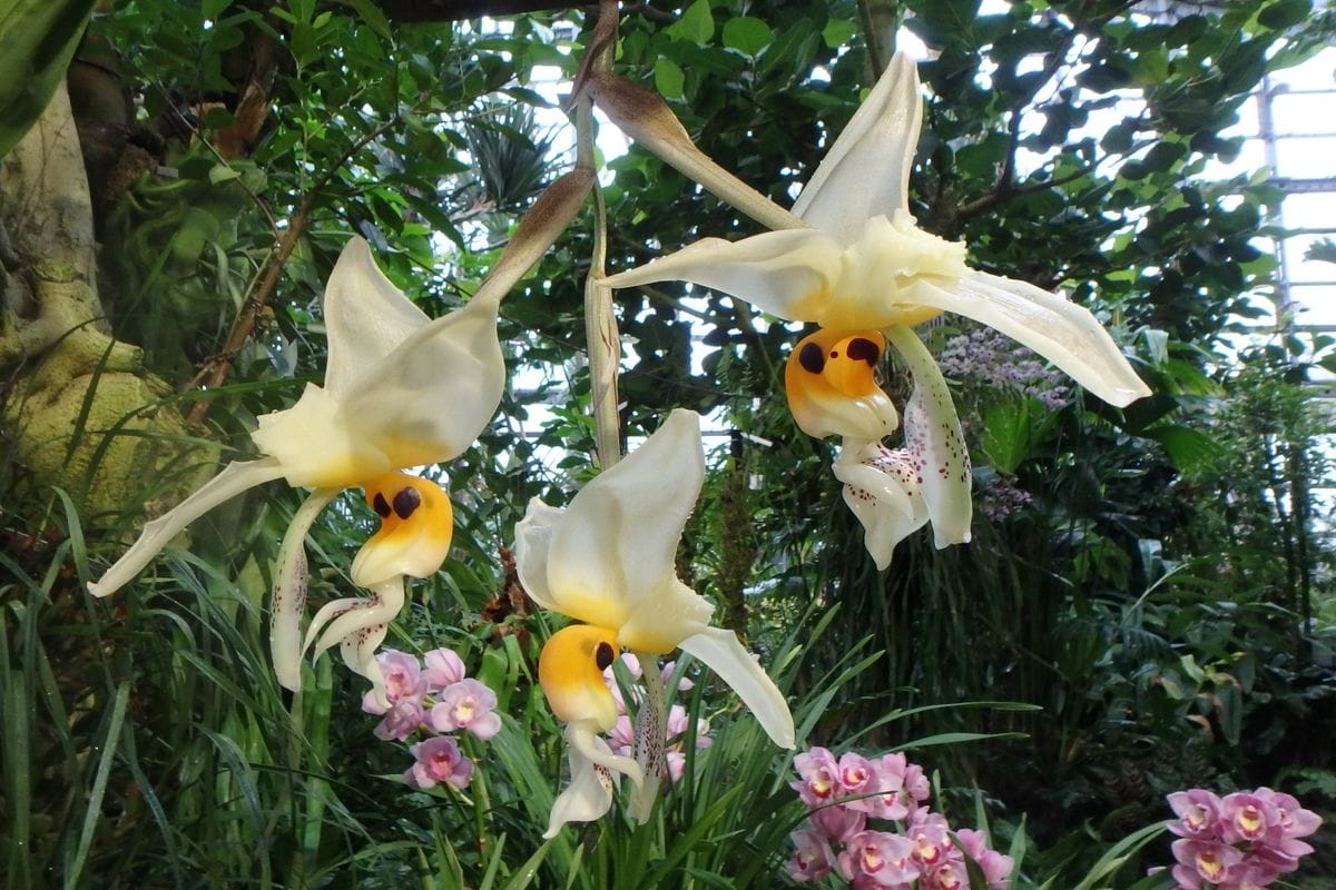 咲くやこの花館の散歩道１３