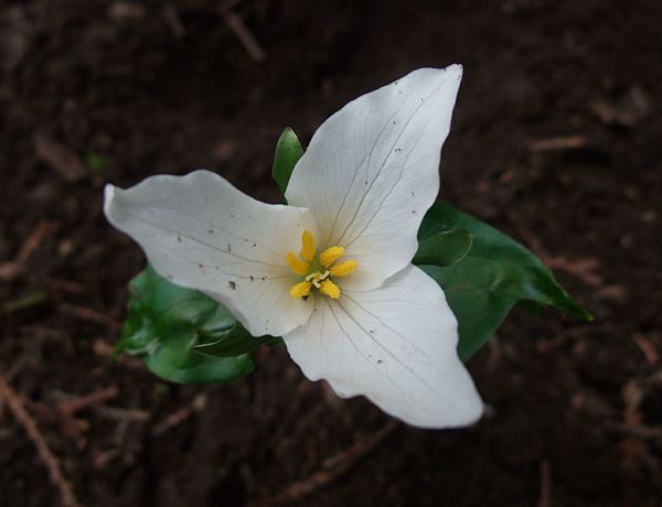 庭の野草