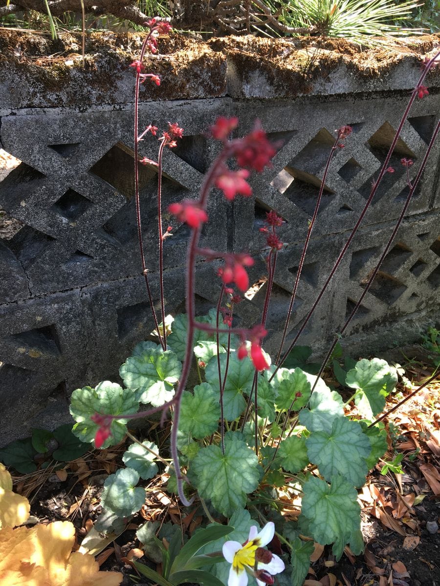 ヒューケラの花