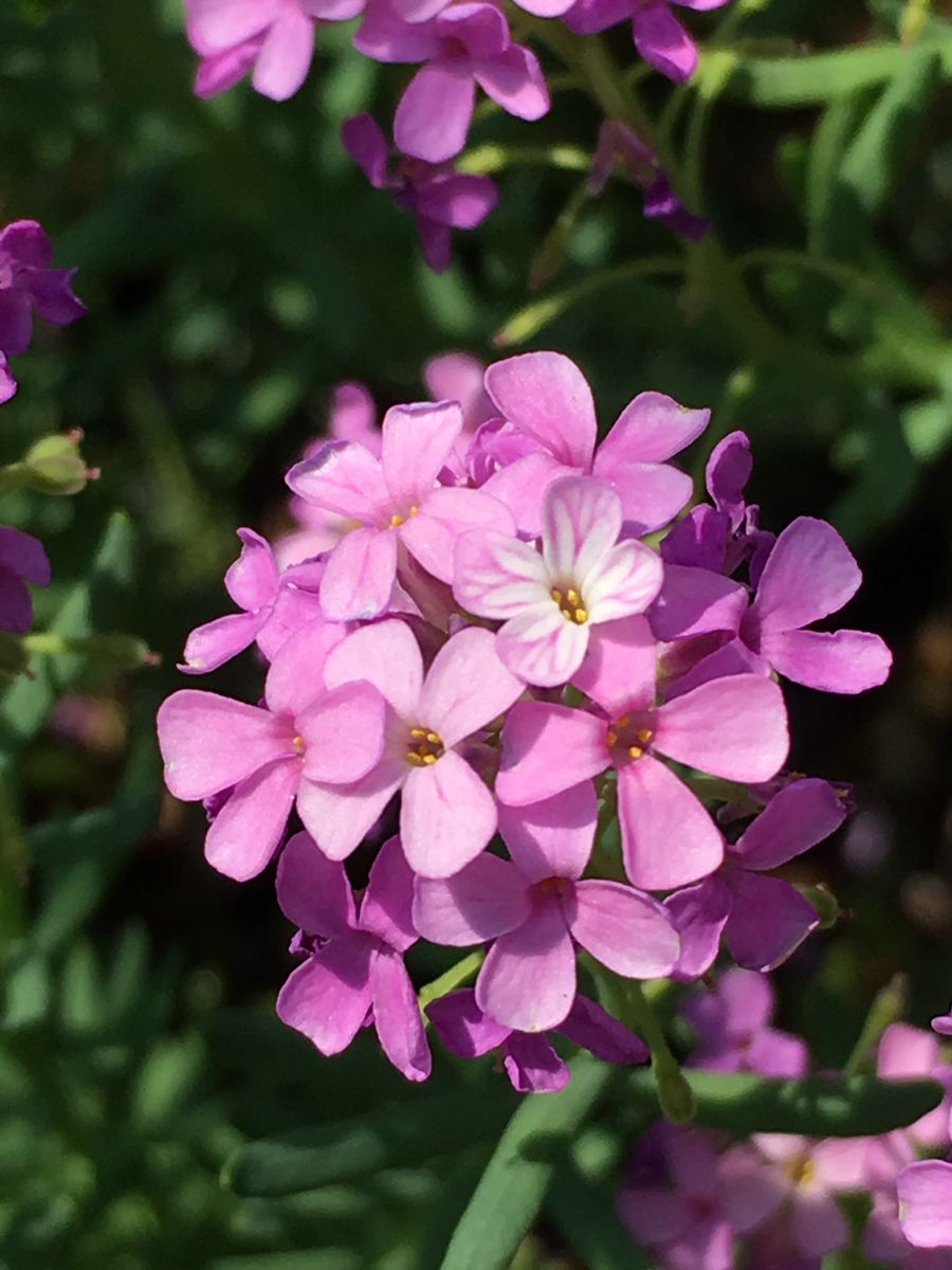 ピンクの小花 💟