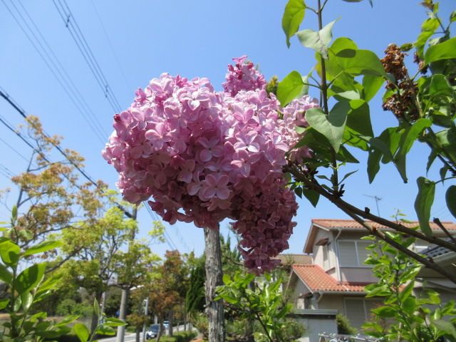 初夏の気候