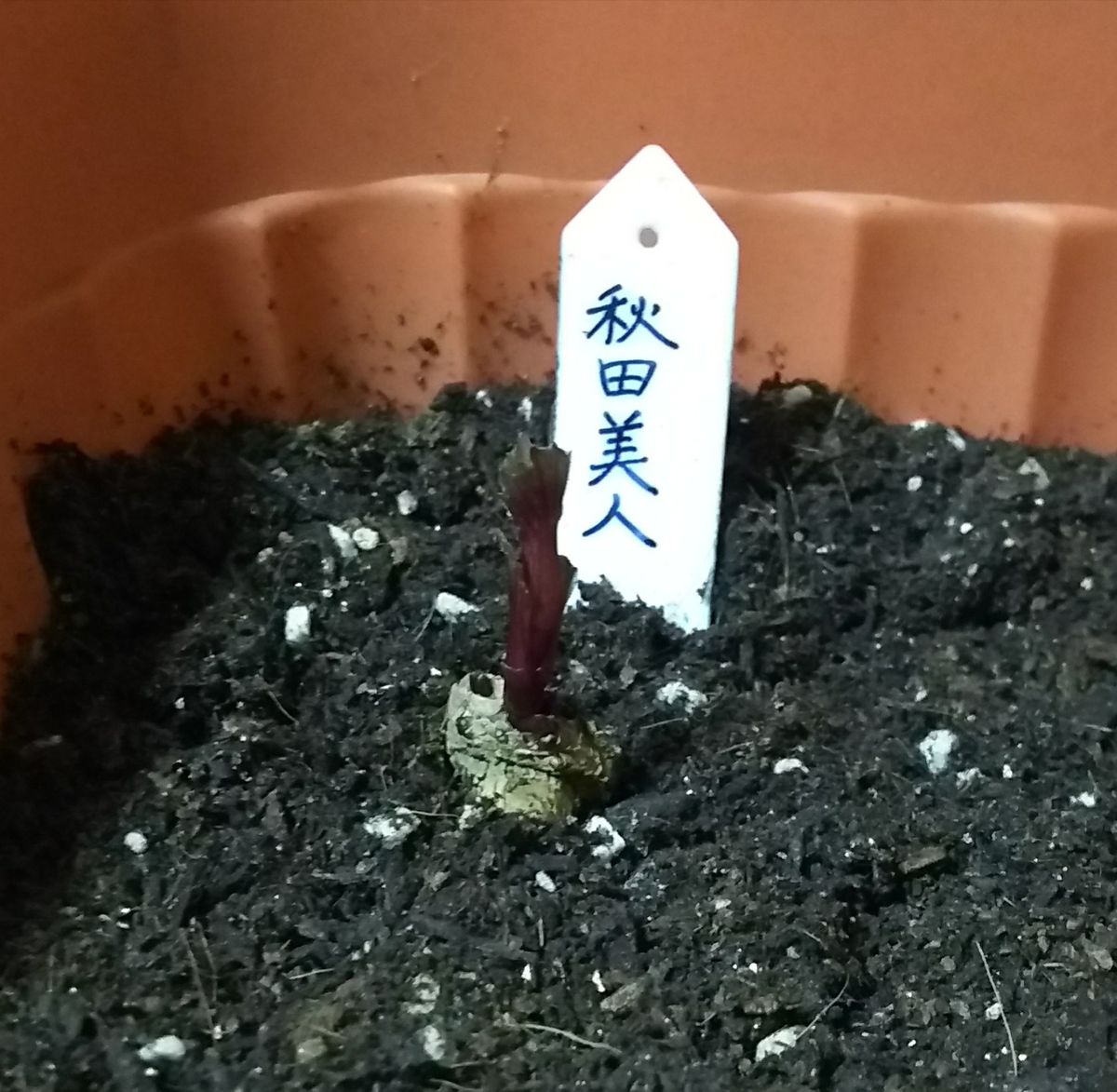 すくすくと🌱