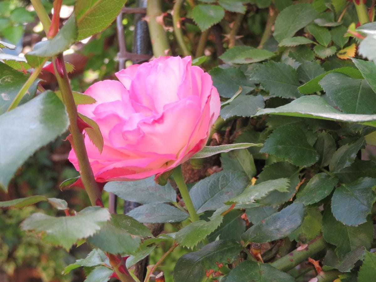 🌹高い所で花が...🌼🌼