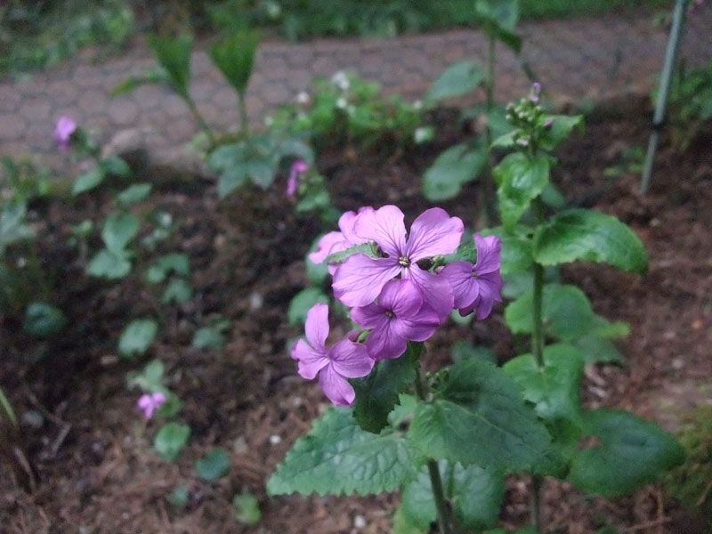 Lunaria シルバーダラーの花