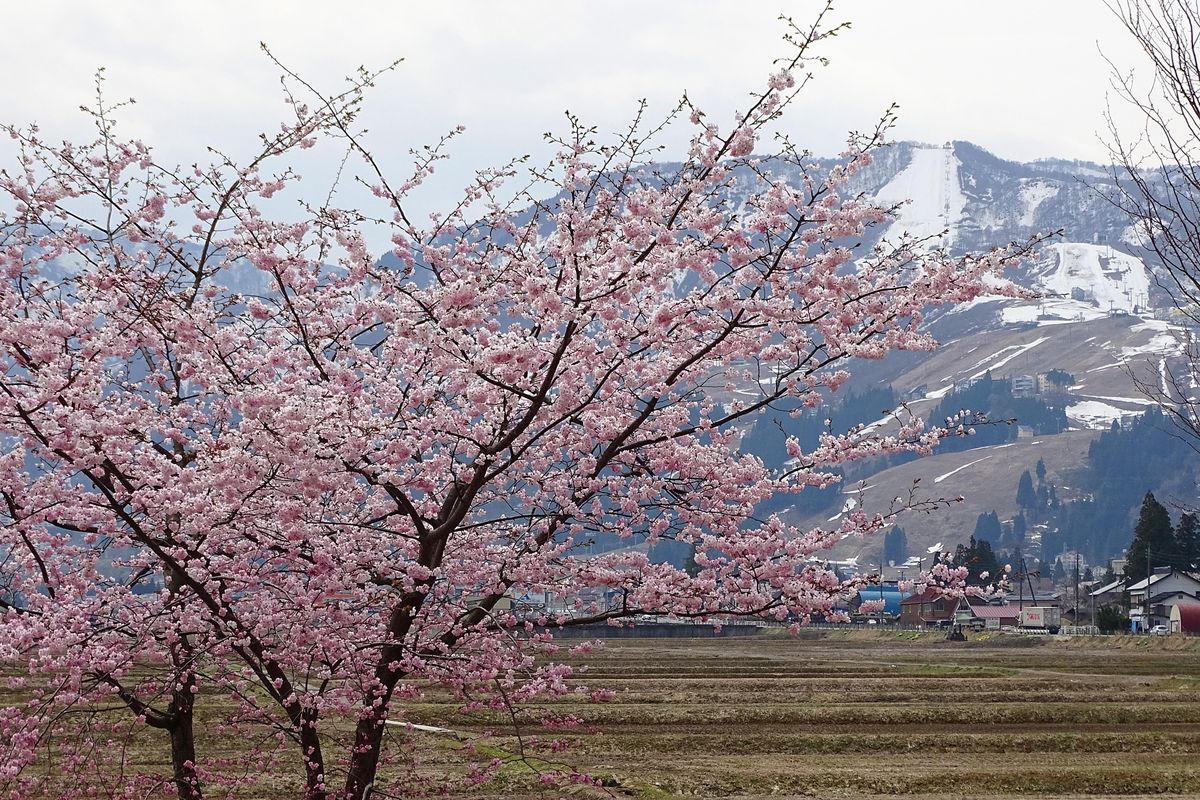 今年、最後の桜！ ～越後路の旅で出逢った花たち⑪～