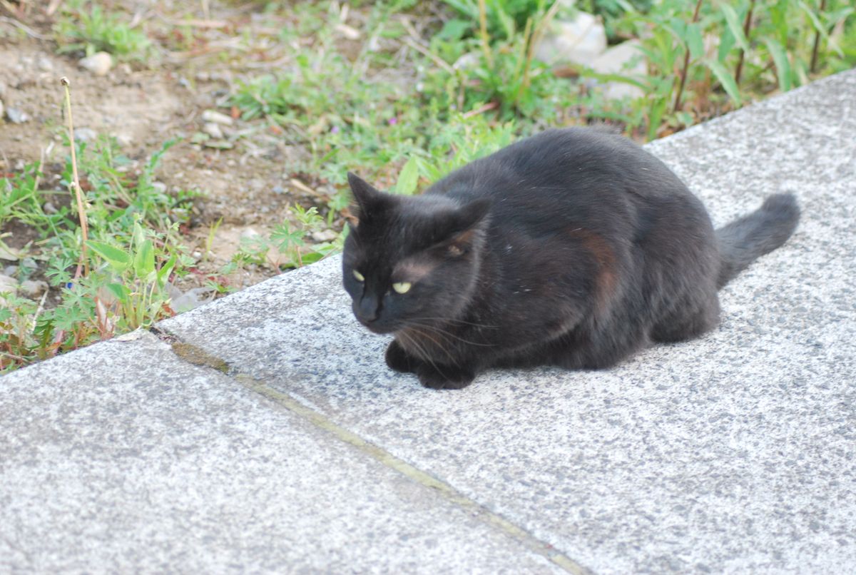 今日も真夏日！