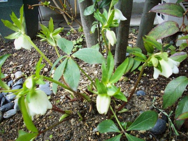 ☂あがり　開花