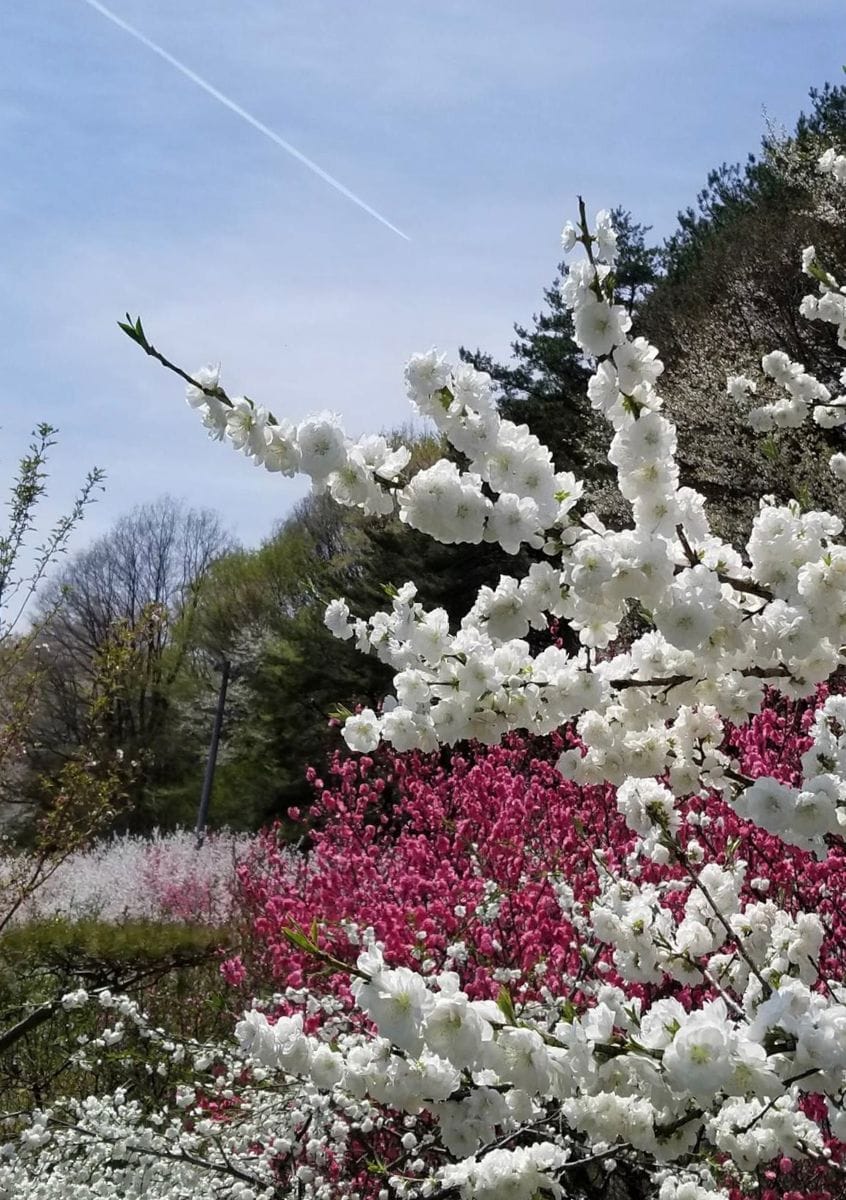 お花見ツーリング