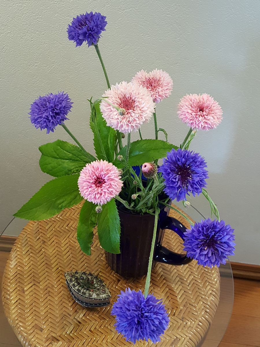 ふくおかルーバルガーデン2～春💠の庭便り花を摘んで楽しみました❤