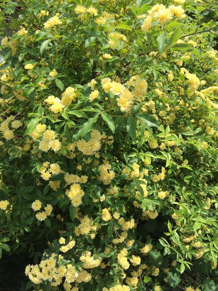 今日の花（薔薇）   ４