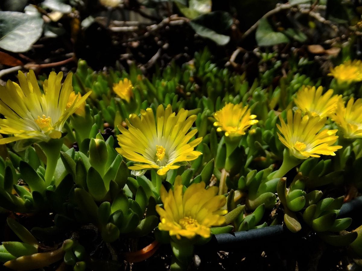 今年で何年目？松葉菊