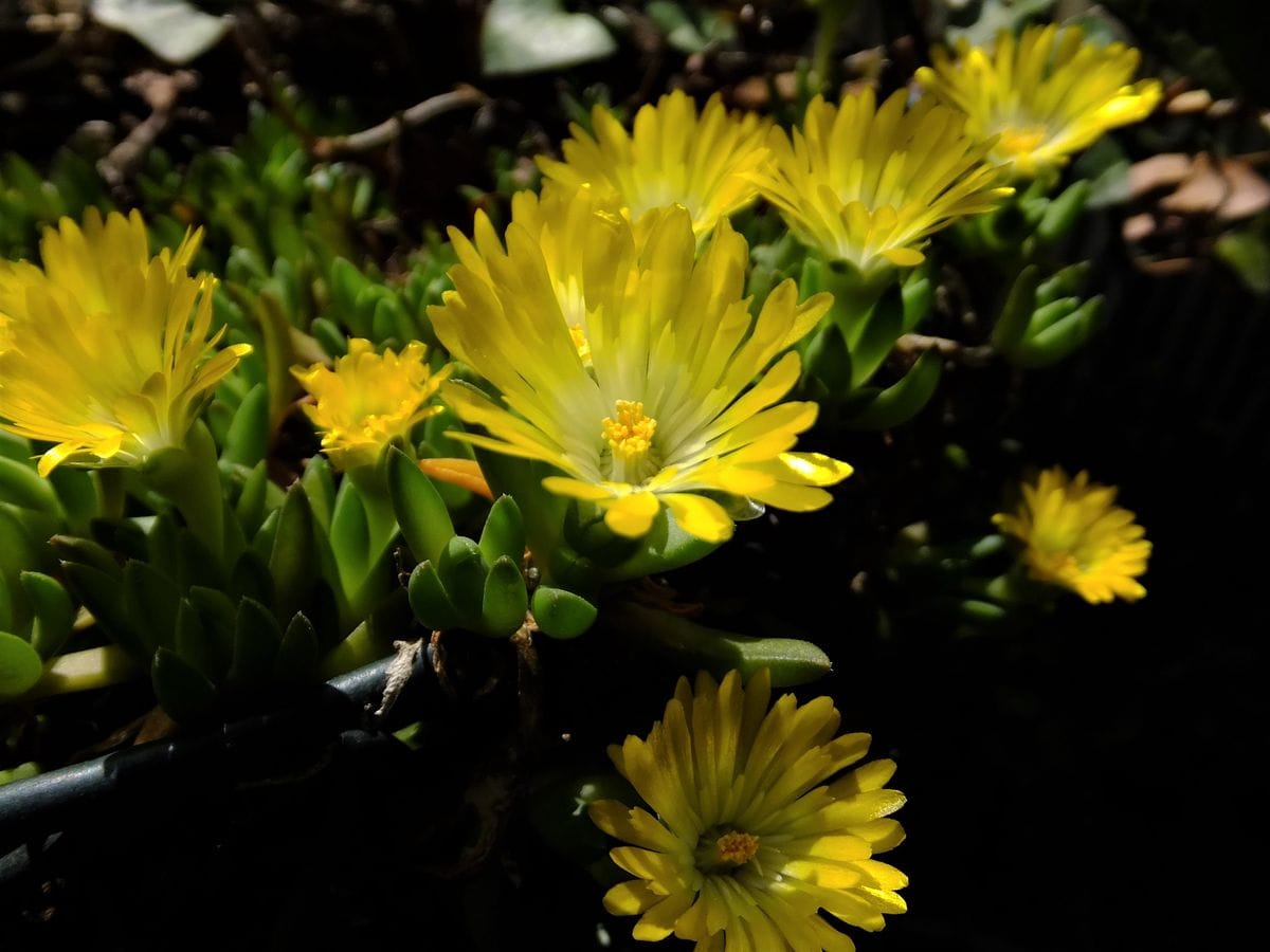 今年で何年目？松葉菊