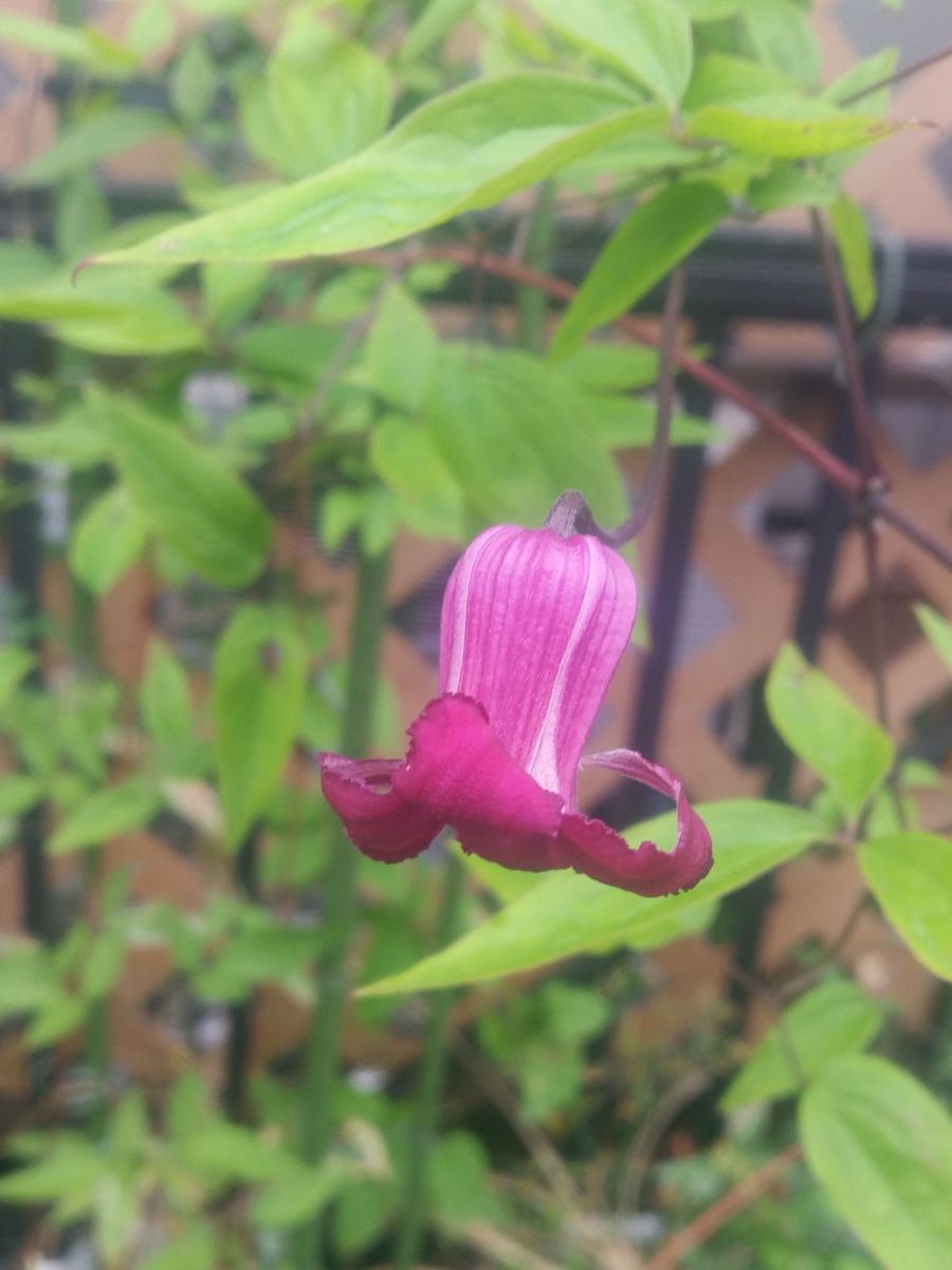 ヴィオルナ系が開花