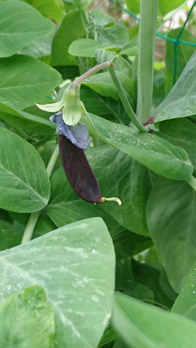 開花ラッシュです(*´ω｀*)