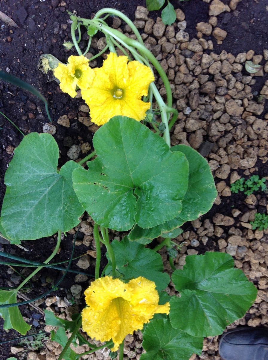 かぼちゃの花