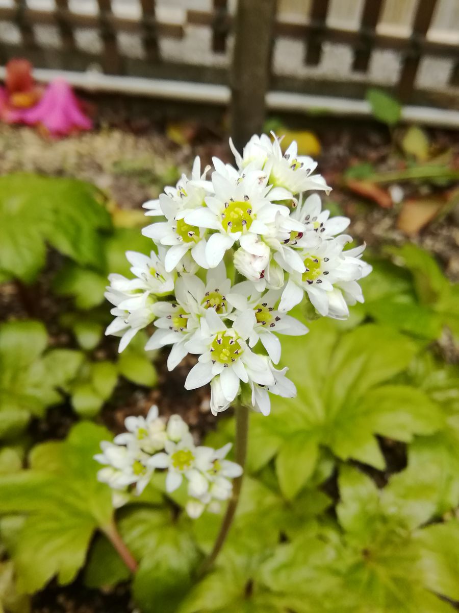 順調に育ってくれました。