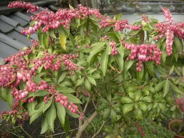 馬酔木の花が咲きました。