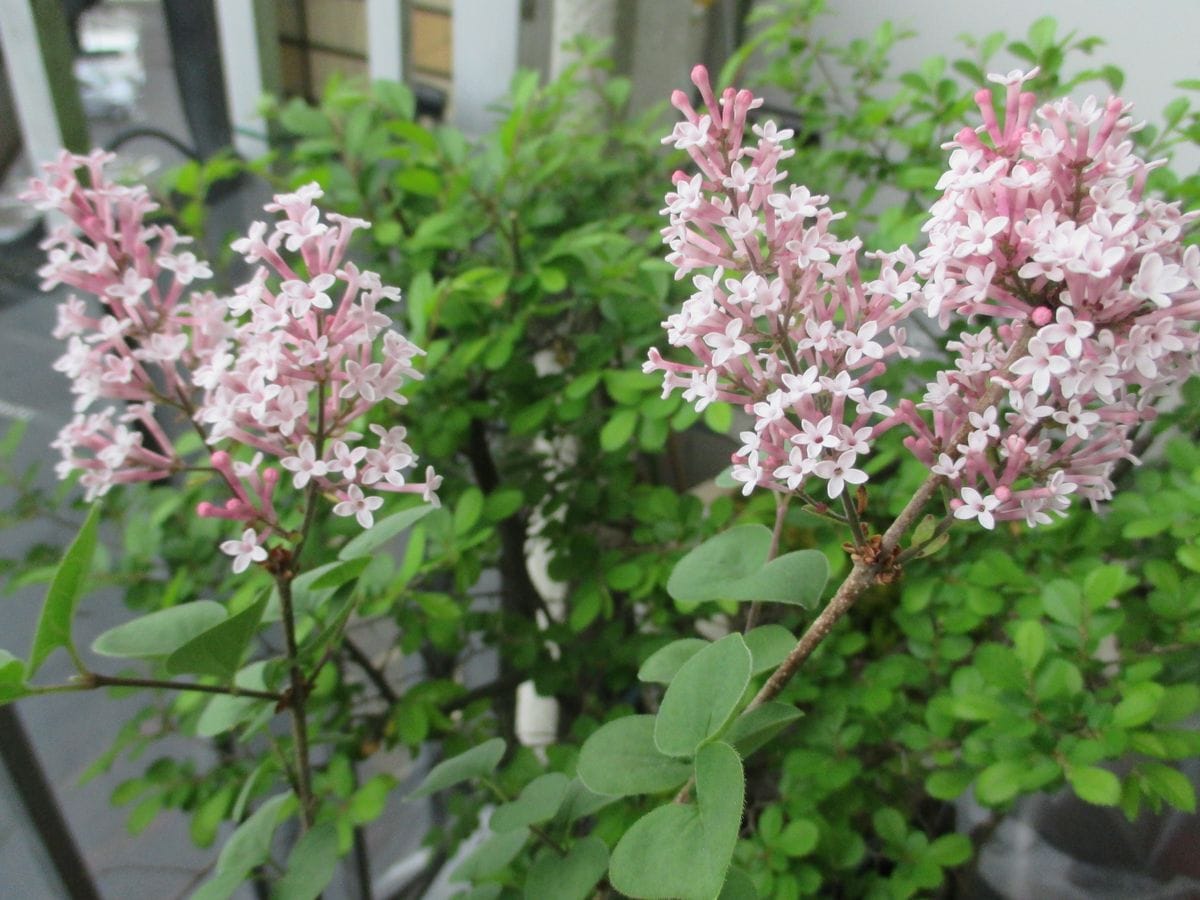 初めての花と再びの花