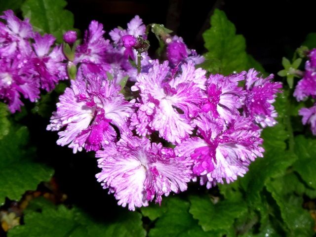 雨の中の桜草②