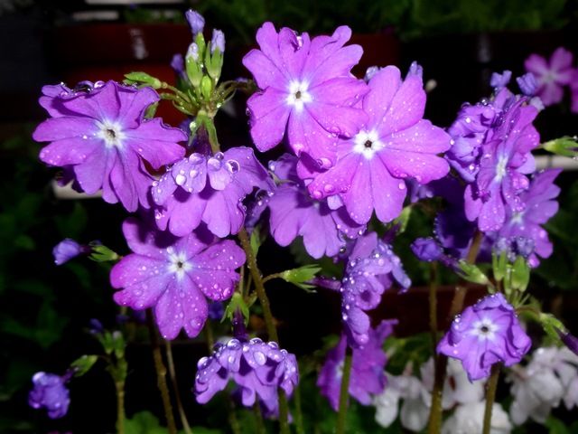 雨の中の桜草②