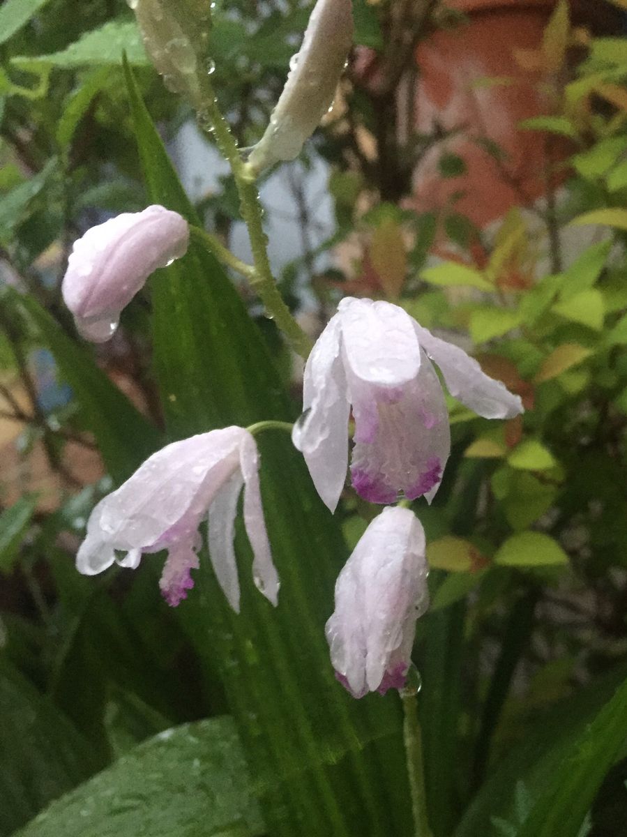  雨の中のクチベニシラン