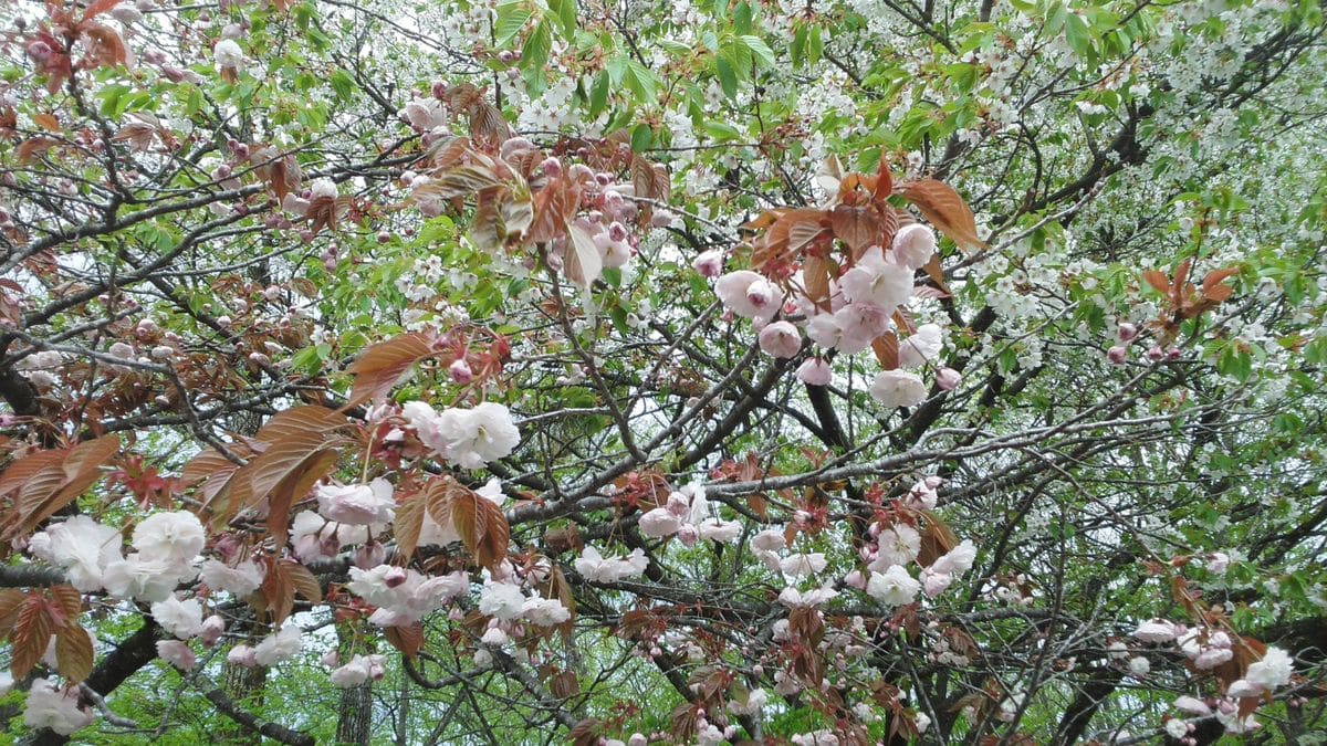 山の上の桜